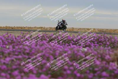 media/Jan-14-2023-SoCal Trackdays (Sat) [[497694156f]]/Turn 14 Exit Bloomig (145pm)/